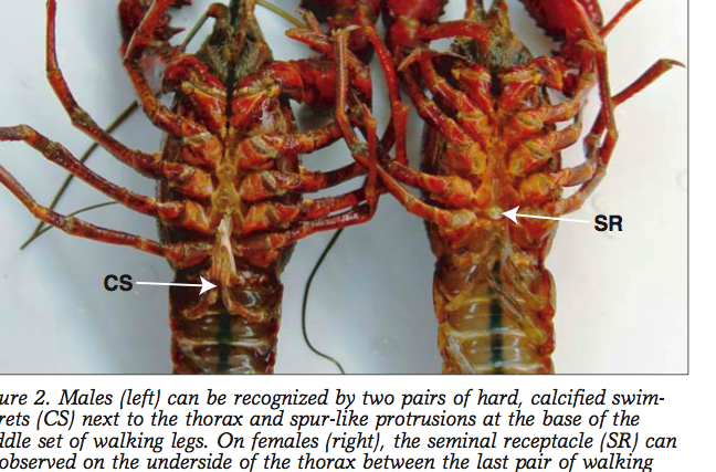 Crayfish Male And Female Differences